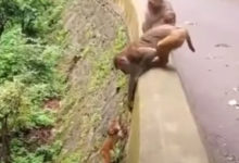 Фото - Детёныш обезьяны убедился, что мама всегда придёт ему на помощь