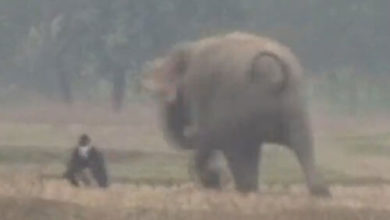 Фото - Дикий слон не пожелал фотографироваться с пьяным незнакомцем