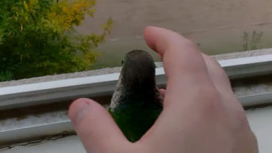 Фото - Хозяева выбрасывают попугая из окна, чтобы развлечь птичку