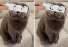 Фото - Хозяин «дарит» любимым кошкам уморительные выражения лица