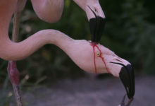 Фото - Кормление маленького фламинго кровью оказалось совсем не ужасным
