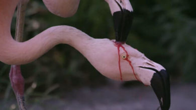 Фото - Кормление маленького фламинго кровью оказалось совсем не ужасным