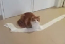 Фото - Кошка, размотавшая туалетную бумагу, оказалась не совсем лишена совести