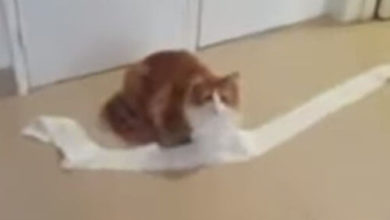 Фото - Кошка, размотавшая туалетную бумагу, оказалась не совсем лишена совести