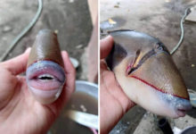 Фото - Людей удивила и насмешила рыба с человеческими губами