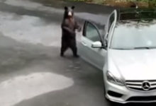 Фото - Медведь, открывший машину, испугался содеянного