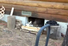 Фото - Медведь решил укрыться на зиму в подвале жилого дома