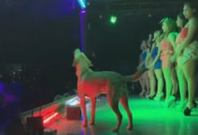 Фото - Музыкальный пёс полюбил выступать в ночном клубе
