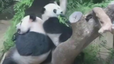 Фото - Неуклюжая панда не дала маме спокойно утолить голод