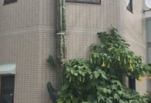 Фото - Огромный кактус вырос выше дома