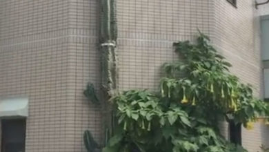 Фото - Огромный кактус вырос выше дома