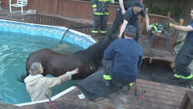 Фото - Отправившись бродить по двору, лошадь провалилась в бассейн