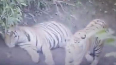 Фото - Патрулирование лесистой местности приостановилось из-за тигров