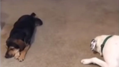 Фото - Робот-пылесос поссорил двух собак на ровном месте