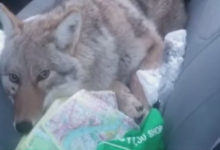 Фото - Сбитого на дороге койота приняли за собаку и повезли к ветеринару
