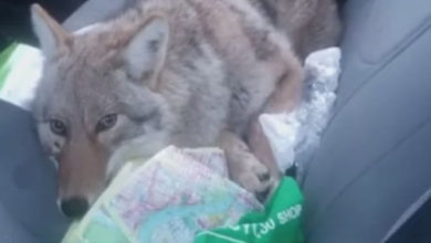 Фото - Сбитого на дороге койота приняли за собаку и повезли к ветеринару