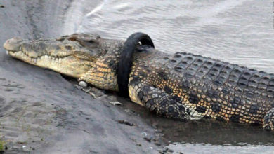 Фото - Смельчак, освободивший крокодила от шины, получит награду