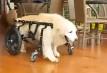 Фото - Собака, передвигающаяся с помощью инвалидной коляски, не разучилась плавать