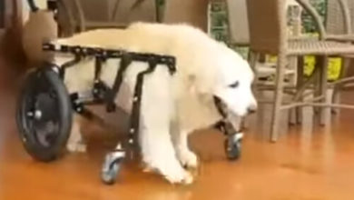 Фото - Собака, передвигающаяся с помощью инвалидной коляски, не разучилась плавать