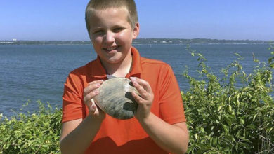 Фото - Удачливый мальчик обнаружил очень крупного моллюска