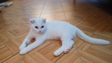 Фото - В результате лечения куркумой кошка превратилась в Пикачу