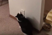 Фото - Владельцу умного кота не нужно самому выключать свет
