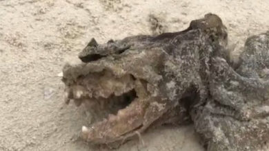 Фото - Загадочное существо без глаз и со странными зубами обнаружилось на пляже