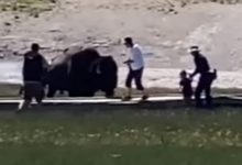 Фото - Посетитель национального природного парка подвергся нападению бизона