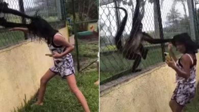 Фото - Девочка, рассердившая обезьян в зоопарке, была схвачена животными за волосы