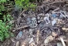 Фото - Людей шокировало «лосиное кладбище» с множеством костей погибших животных