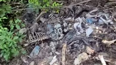 Фото - Людей шокировало «лосиное кладбище» с множеством костей погибших животных