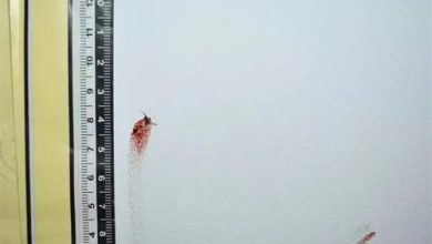 Фото - Мёртвый комар, размазанный по стенке, помог изобличить преступника