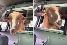 Фото - Овца, сбежавшая с фермы, покаталась в полицейской машине
