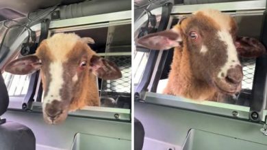 Фото - Овца, сбежавшая с фермы, покаталась в полицейской машине