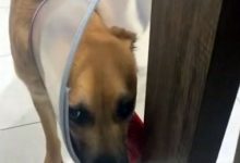 Фото - Пёс в медицинском воротнике забыл, как нужно двигаться