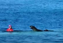 Фото - Пловчиха была атакована тюленем, защищавшим детёныша
