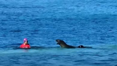 Фото - Пловчиха была атакована тюленем, защищавшим детёныша