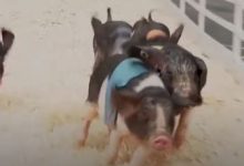 Фото - Придя на ярмарку, люди полюбовались свиными бегами