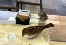 Фото - Птичка прилетела в ресторан, чтобы накормить своего птенца