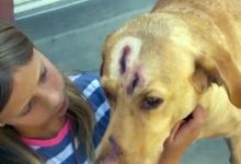 Фото - Пума атаковала собаку, защищавшую детей