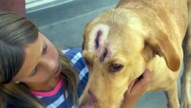 Фото - Пума атаковала собаку, защищавшую детей