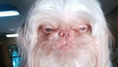 Фото - Собаку с лицом мудрого старика посчитали похожей на известного миллиардера