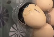 Фото - Вместо ожидаемой яичницы мужчина получил вылупившегося цыплёнка