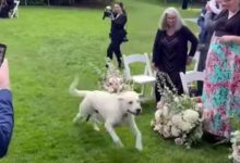Фото - Жених попытался сделать пса воспитанным участником свадьбы, но питомец врезался в микрофон
