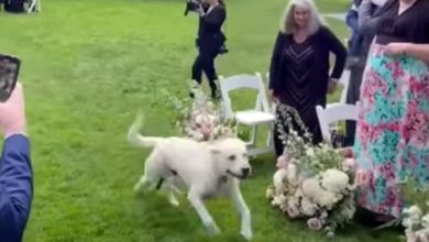 Фото - Жених попытался сделать пса воспитанным участником свадьбы, но питомец врезался в микрофон