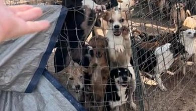 Фото - 150 собак, живших с бездомными хозяевами в пустыне, были спасены