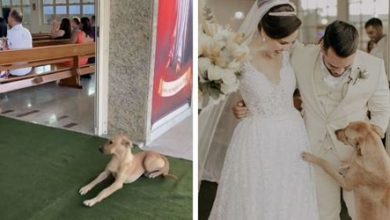 Фото - Бездомный пёс, пришедший на свадьбу, стал домашним питомцем молодожёнов