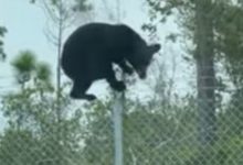 Фото - Чтобы перелезть через забор и попасть на базу ВВС, медведю потребовалось несколько секунд