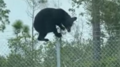 Фото - Чтобы перелезть через забор и попасть на базу ВВС, медведю потребовалось несколько секунд