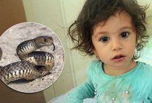 Фото - Девочка, которую укусила змея, укусила её в ответ